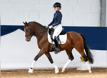 Deutsches Reitpony, Wallach, 3 Jahre, 146 cm, Brauner