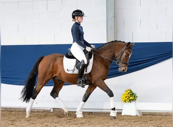 Deutsches Reitpony, Wallach, 3 Jahre, 146 cm, Brauner