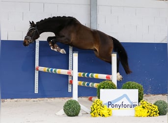 Deutsches Reitpony, Wallach, 3 Jahre, 146 cm, Brauner