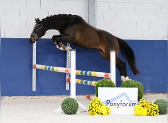 Deutsches Reitpony, Wallach, 3 Jahre, 146 cm, Brauner