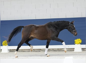 Deutsches Reitpony, Wallach, 3 Jahre, 146 cm, Brauner