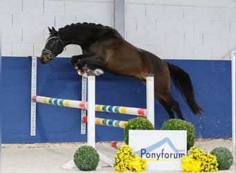 Deutsches Reitpony, Wallach, 3 Jahre, 146 cm, Brauner