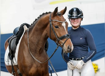 Deutsches Reitpony, Wallach, 3 Jahre, 146 cm, Brauner