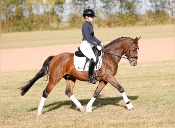 Deutsches Reitpony, Wallach, 3 Jahre, 146 cm, Brauner