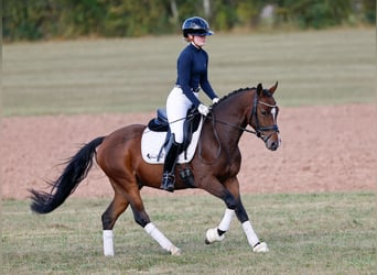 Deutsches Reitpony, Wallach, 3 Jahre, 146 cm, Brauner