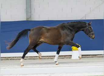 Deutsches Reitpony, Wallach, 3 Jahre, 146 cm, Brauner