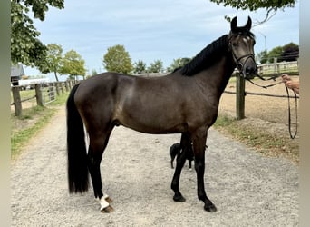 Deutsches Reitpony, Wallach, 3 Jahre, 146 cm, Buckskin