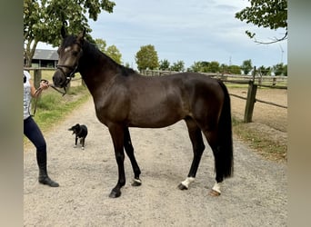 Deutsches Reitpony, Wallach, 3 Jahre, 146 cm, Buckskin