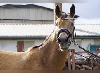 Deutsches Reitpony, Wallach, 3 Jahre, 146 cm, Buckskin