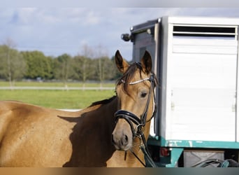 Deutsches Reitpony, Wallach, 3 Jahre, 146 cm, Buckskin