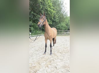 Deutsches Reitpony, Wallach, 3 Jahre, 146 cm, Buckskin