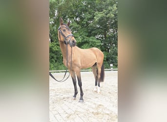 Deutsches Reitpony, Wallach, 3 Jahre, 146 cm, Buckskin