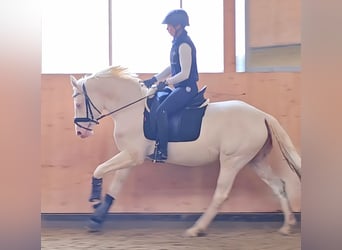 Deutsches Reitpony, Wallach, 3 Jahre, 146 cm, Cremello