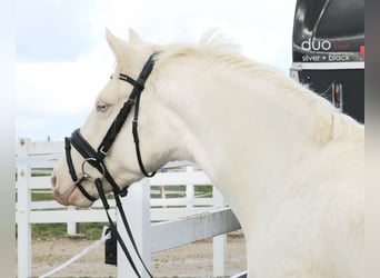 Deutsches Reitpony, Wallach, 3 Jahre, 146 cm, Cremello