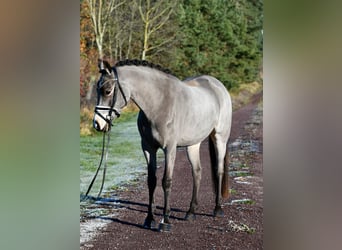 Deutsches Reitpony, Wallach, 3 Jahre, 146 cm