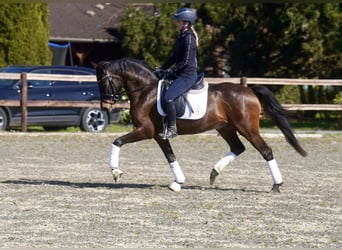 Deutsches Reitpony, Wallach, 3 Jahre, 146 cm, Dunkelbrauner