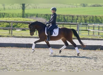 Deutsches Reitpony, Wallach, 3 Jahre, 146 cm, Dunkelbrauner