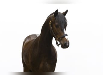 Deutsches Reitpony, Wallach, 3 Jahre, 146 cm, Dunkelbrauner