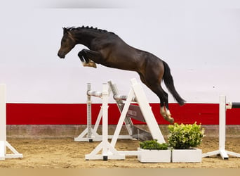 Deutsches Reitpony, Wallach, 3 Jahre, 146 cm, Dunkelbrauner