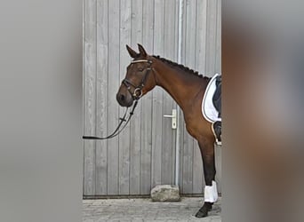 Deutsches Reitpony, Wallach, 3 Jahre, 146 cm, Dunkelbrauner