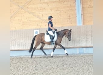 Deutsches Reitpony, Wallach, 3 Jahre, 146 cm, Dunkelbrauner