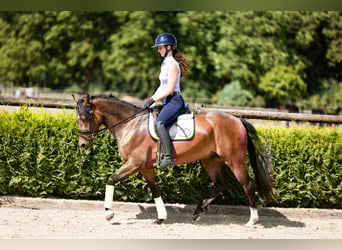 Deutsches Reitpony, Wallach, 3 Jahre, 146 cm, Dunkelbrauner