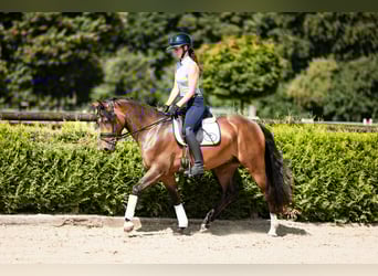 Deutsches Reitpony, Wallach, 3 Jahre, 146 cm, Dunkelbrauner