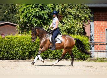 Deutsches Reitpony, Wallach, 3 Jahre, 146 cm, Dunkelbrauner