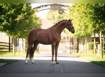 Deutsches Reitpony, Wallach, 3 Jahre, 146 cm, Dunkelfuchs