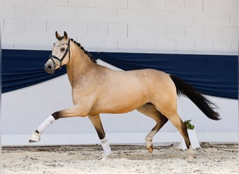 Deutsches Reitpony, Wallach, 3 Jahre, 146 cm, Falbe