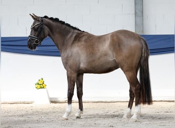 Deutsches Reitpony, Wallach, 3 Jahre, 146 cm, Falbe