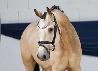 Deutsches Reitpony, Wallach, 3 Jahre, 146 cm, Falbe
