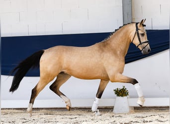 Deutsches Reitpony, Wallach, 3 Jahre, 146 cm, Falbe