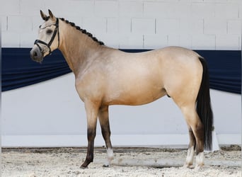 Deutsches Reitpony, Wallach, 3 Jahre, 146 cm, Falbe