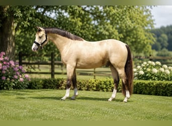 Deutsches Reitpony, Wallach, 3 Jahre, 146 cm, Falbe