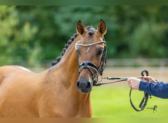 Deutsches Reitpony, Wallach, 3 Jahre, 146 cm, Falbe