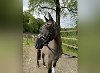 Deutsches Reitpony, Wallach, 3 Jahre, 146 cm, Falbe