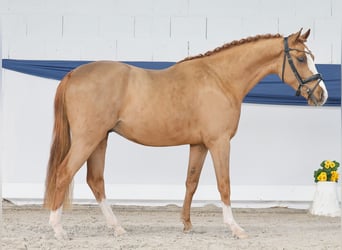 Deutsches Reitpony, Wallach, 3 Jahre, 146 cm, Fuchs