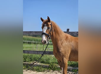 Deutsches Reitpony, Wallach, 3 Jahre, 146 cm, Fuchs