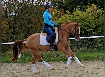 Deutsches Reitpony, Wallach, 3 Jahre, 146 cm, Fuchs