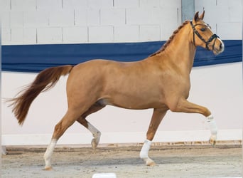 Deutsches Reitpony, Wallach, 3 Jahre, 146 cm, Fuchs