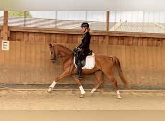 Deutsches Reitpony, Wallach, 3 Jahre, 146 cm, Fuchs