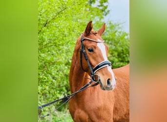 Deutsches Reitpony, Wallach, 3 Jahre, 146 cm, Fuchs