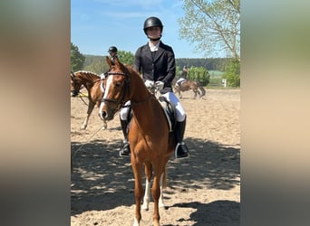 Deutsches Reitpony, Wallach, 3 Jahre, 146 cm, Fuchs