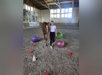 Deutsches Reitpony, Wallach, 3 Jahre, 146 cm, Fuchs