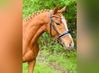 Deutsches Reitpony, Wallach, 3 Jahre, 146 cm, Fuchs
