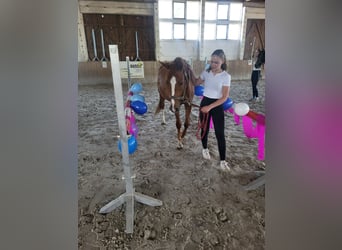 Deutsches Reitpony, Wallach, 3 Jahre, 146 cm, Fuchs
