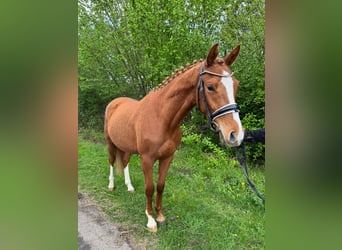 Deutsches Reitpony, Wallach, 3 Jahre, 146 cm, Fuchs