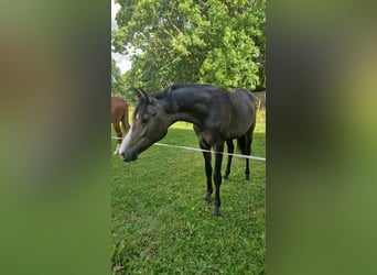 Deutsches Reitpony, Wallach, 3 Jahre, 146 cm, Kann Schimmel werden