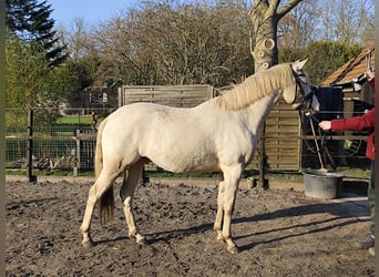 Deutsches Reitpony, Wallach, 3 Jahre, 146 cm, Palomino
